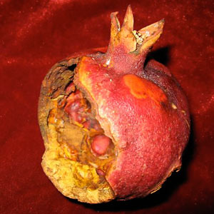 Pomegranate shell